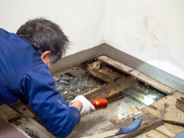 Trusted Pembroke, GA Mold Removal Experts