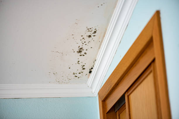 Best Attic Mold Removal  in Pembroke, GA