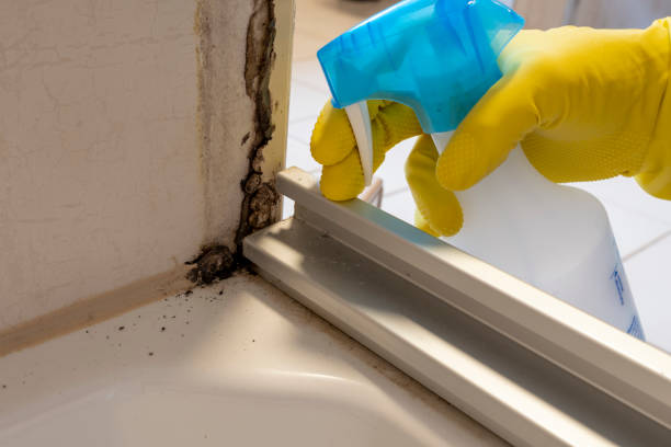 Best Black Mold Removal  in Pembroke, GA