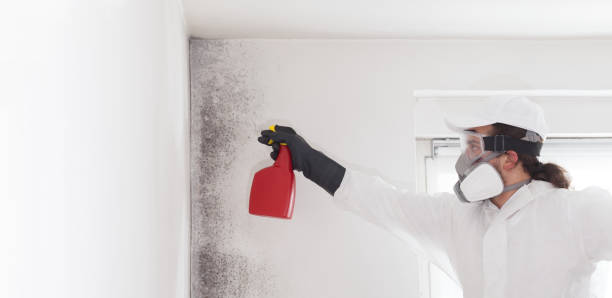 Home Mold Removal in Pembroke, GA