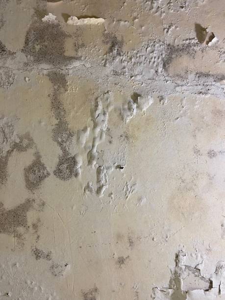 Best Home Mold Removal  in Pembroke, GA
