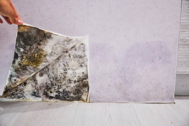 Best Mold Removal Company Near Me  in Pembroke, GA